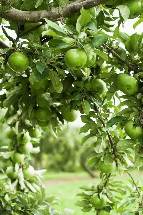 Best Green Fruits with Pictures