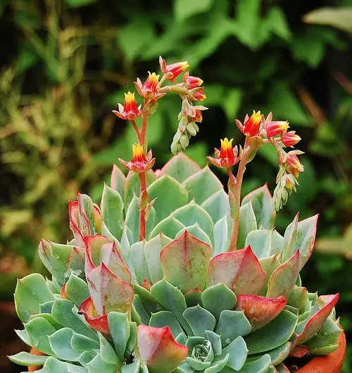 Pink Flowers and Succulents 2