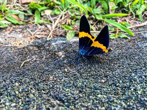 beautiful Cute Moths that Are as Beautiful as Butterflies