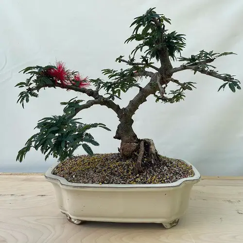 Top Images of Mimosa Tree Bonsai1