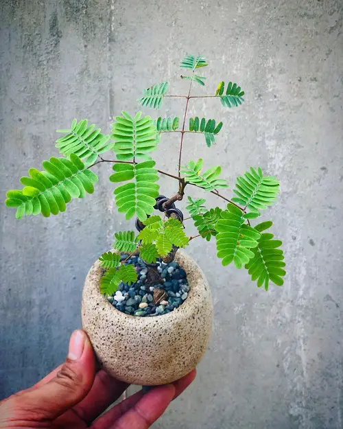 Greatest Bonsai Images of Mimosa Trees