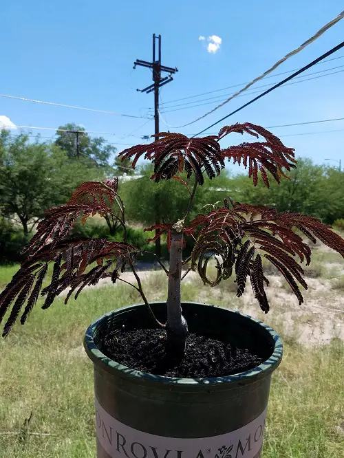 Top Images of Mimosa Tree Bonsai2