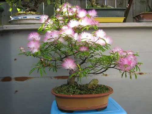 Best Mimosa Tree Bonsai Pictures