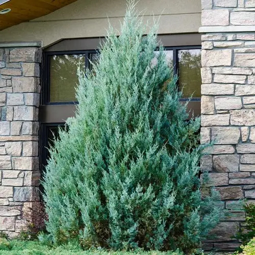 Tall, Narrow Trees in garden