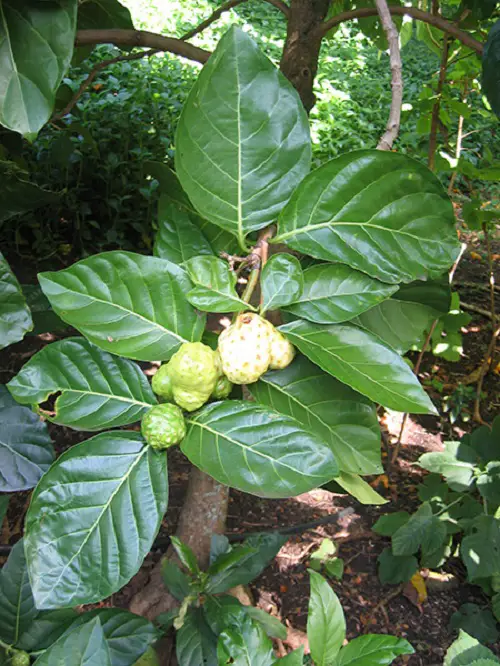 Top Green Fruits: Images