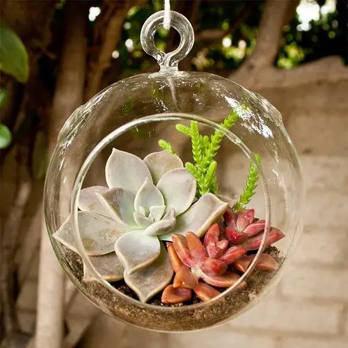 Best Small Terrarium Plants 44