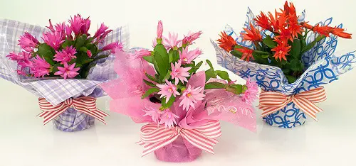 Tissue Wrapped Flower Pot