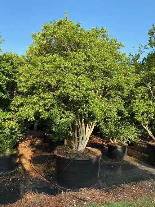 Amazing Florida's Finest Plants for Privacy