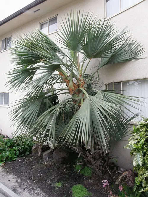 best Florida's Finest Palm Trees