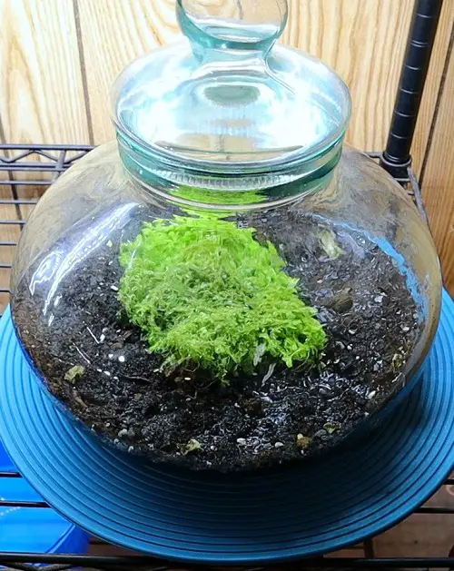Best Small Terrarium Plants 1