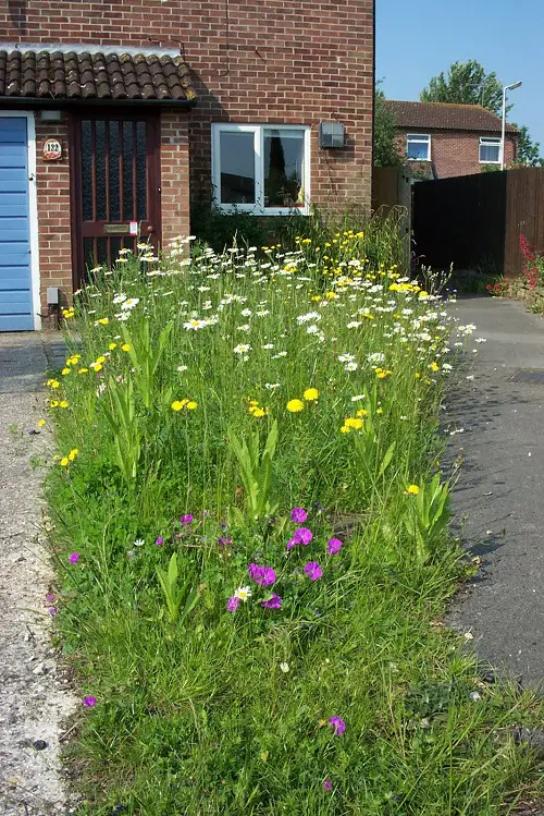 No Lawn Please