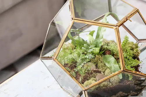 top Best Terrariums Plants 