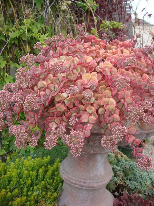 Best Hanging Succulents with Pictures