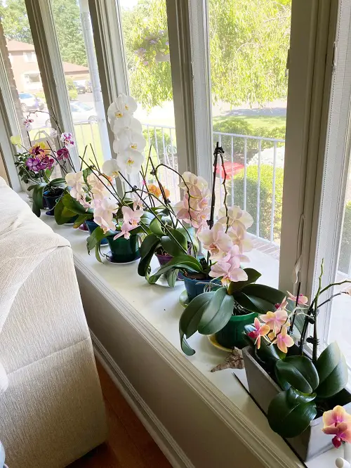 Are Orchids Parasites
