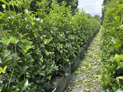 Low-Maintenance Shrubs