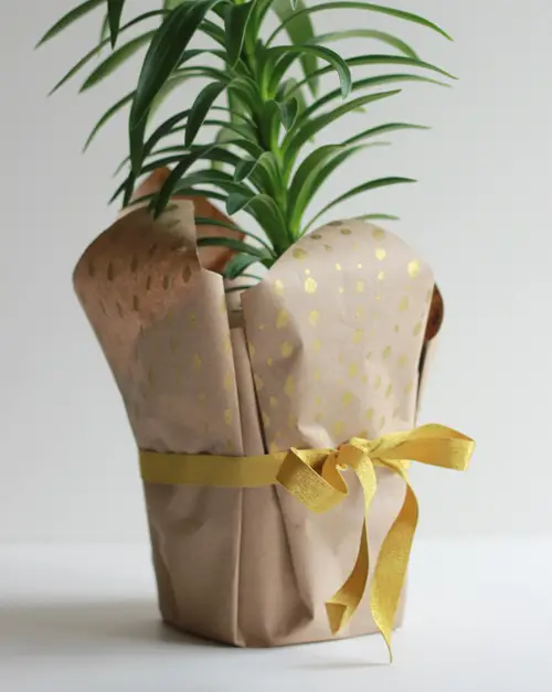Wrapped Potted Plant Centerpieces and Gift Ideas 3