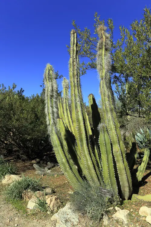 Best Tall Succulents