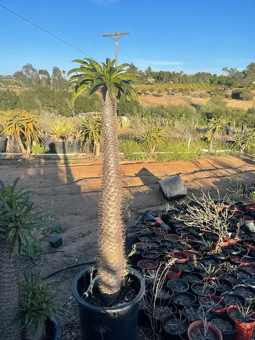 best Superior Elevated Succulents