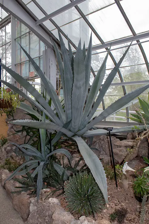 beautiful Superior Elevated Succulents
