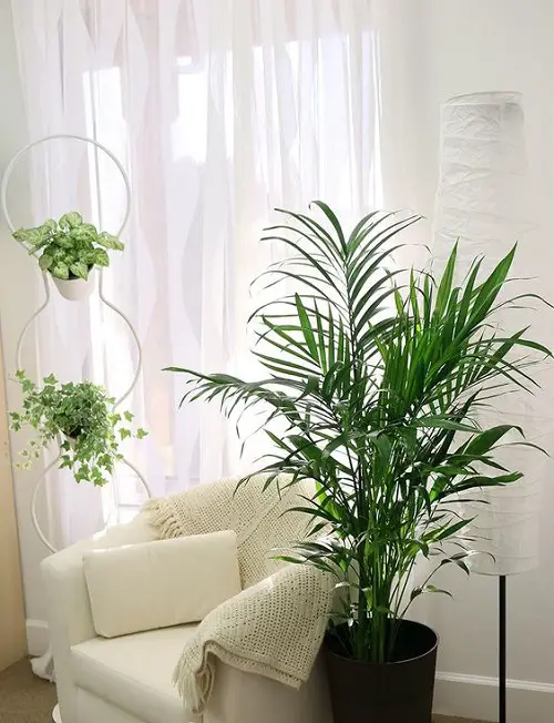beautiful Low Light Plant Decor Ideas