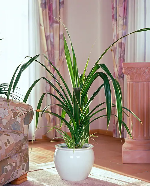 Requirements for Growing Pandanus veitchii