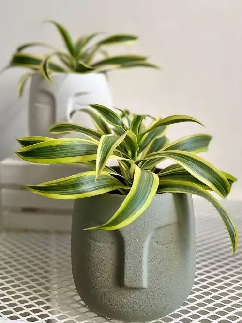 How to Grow Pandanus veitchii Indoors