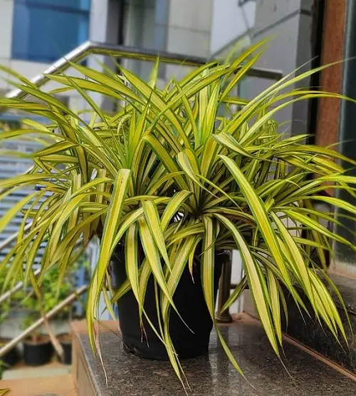 Pandanus veitchii Care