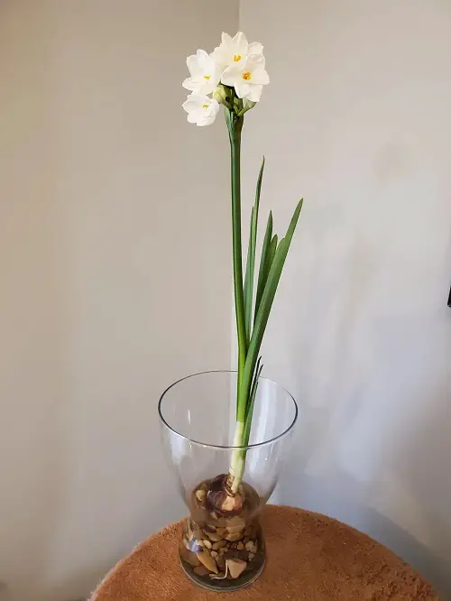 Unique Flowers that Grow Without Soil 2