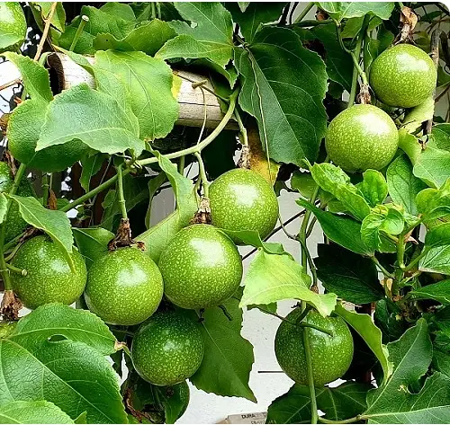 Top Green Fruits: Photographs