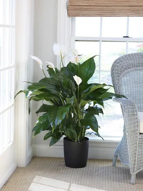 Low Light Plant Decor Ideas near Window