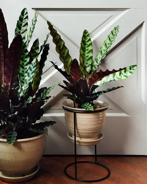 Low Light Plant Decor in room