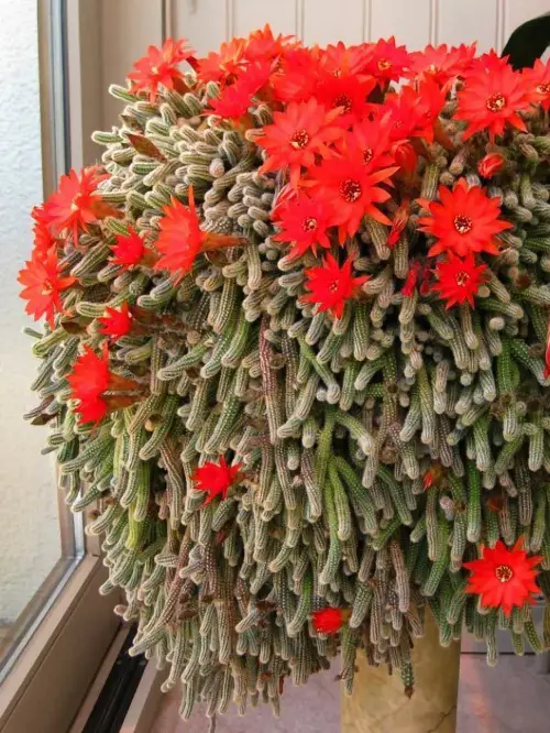 Hanging Succulents with Pictures