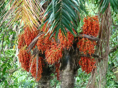 List of Best Palm Fruits in yard