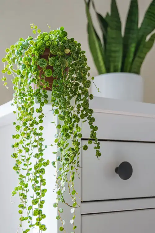 Ideas for Low Light Plant Decor