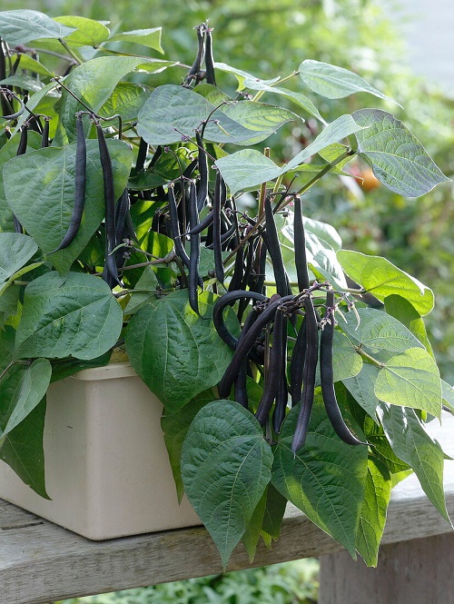 beans Companion Plants for Carrots