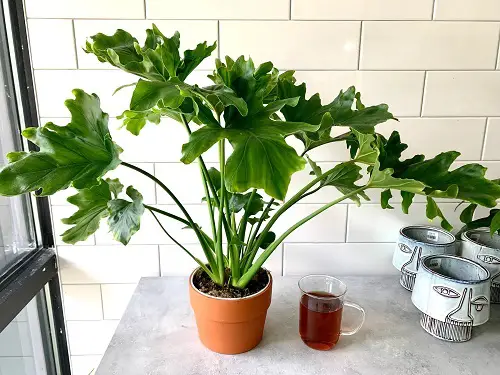 Is the Philodendron Lickety Split Toxic