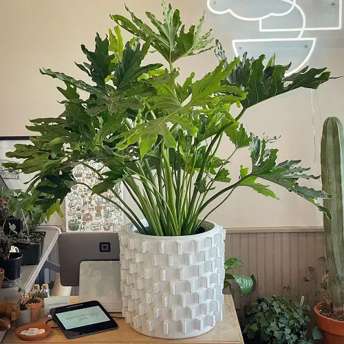 Air Purifying Aspect