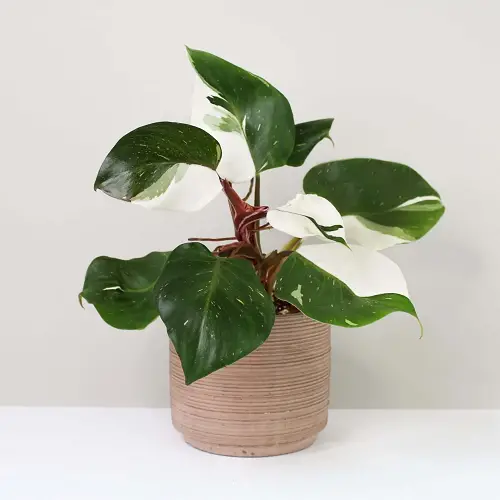 Colourful Philodendron Varieties