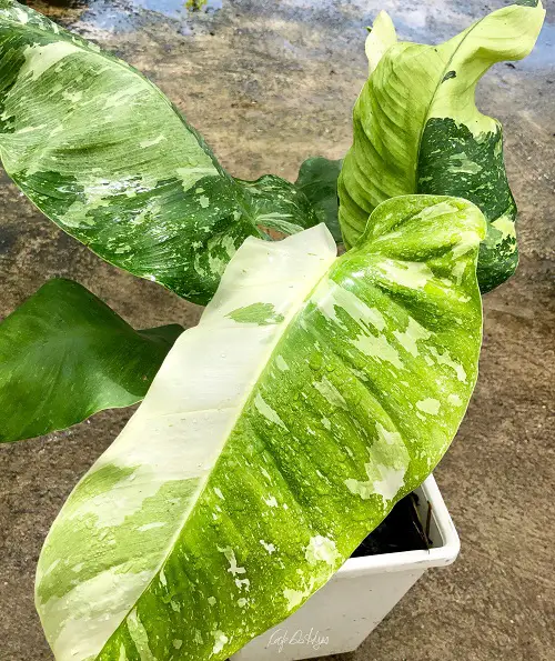 Best Variegated Philodendrons to grow