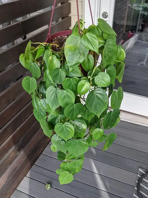 Plants Like Coffee Grounds