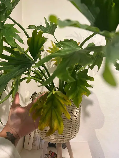 How to Deal with Yellow Leaves on Philodendron Lickety Splits