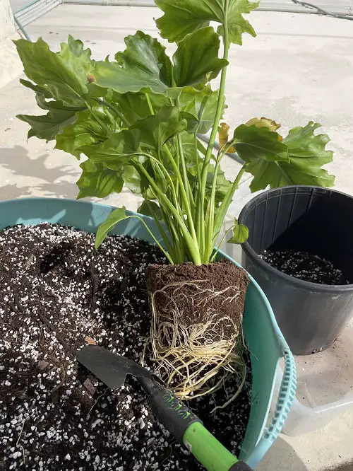 Philodendron Lickety Split Care