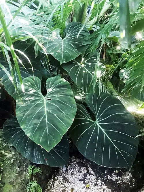 Amazing Outdoor Indirect Sunlight Plants for Containers