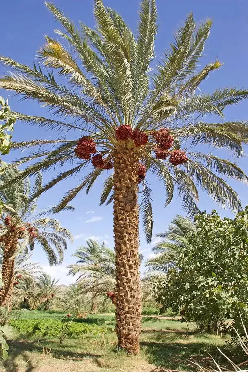 Florida's Finest Palm Trees