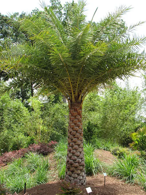 Florida's Finest Palm Trees in backyard