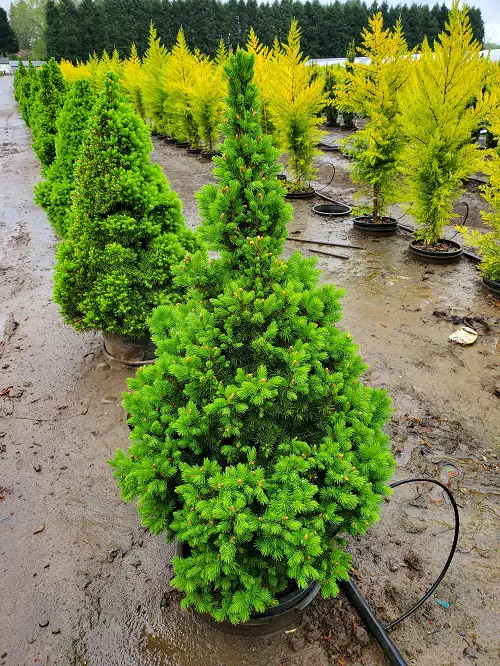 beautiful Tall, Narrow Trees