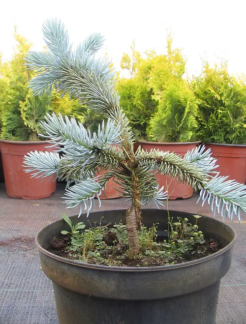 Images of Blue Spruce Bonsai 20