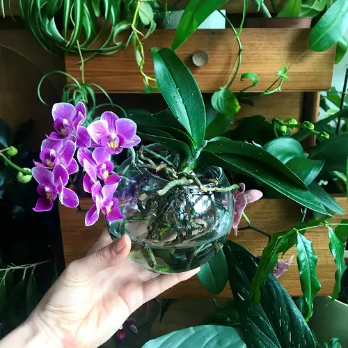 Water and Dry Method