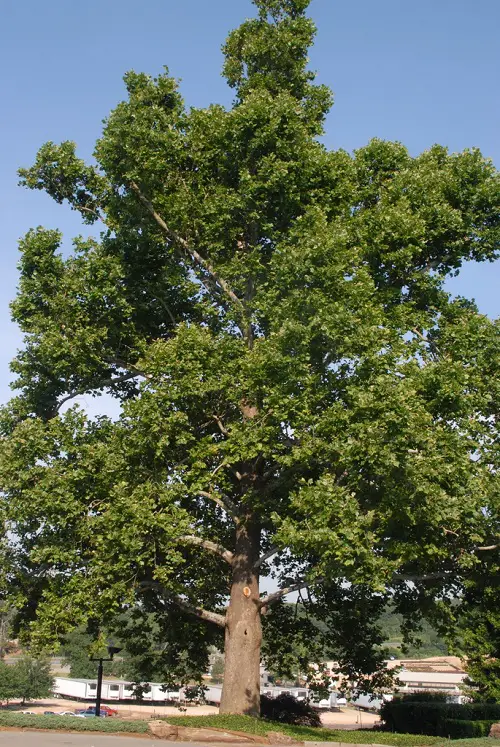 Amazing Texas's Quickest-Growing Trees