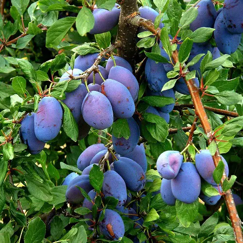 beautiful Best Purple Fruits to Grow in the Garden